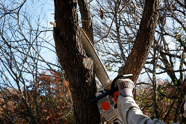 Best Hedge Trimming  in Cetronia, PA