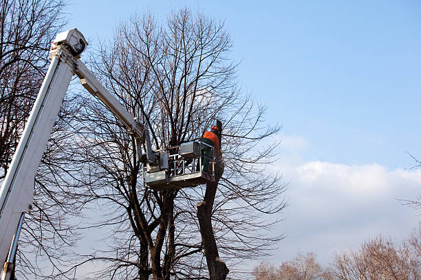 Best Tree Maintenance Programs  in Cetronia, PA